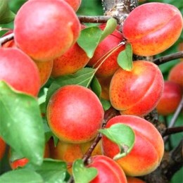 Саженцы абрикоса Цунами