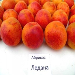 Саженцы абрикоса Ледана