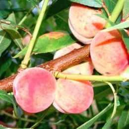Саженцы персика Редвин