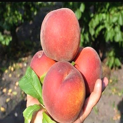 Саженцы персика Роял Прайд > фото и цена саженца