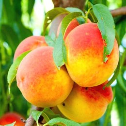Саженцы персика Валиант