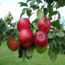 Саженцы яблони Кариот 7