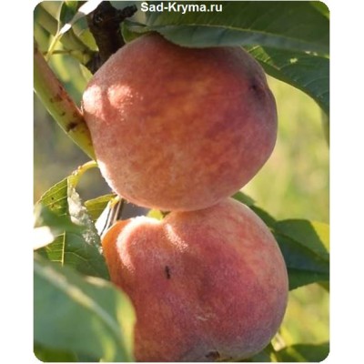 Саженцы персика Рубин Принц > фото и описание саженца