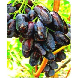 Саженцы винограда в Химках