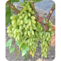 Саженцы винограда К-ш 6-4