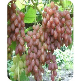 Саженцы винограда Лучистый