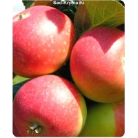 Как правильно посадить саженцы яблонь: пошаговая инструкция